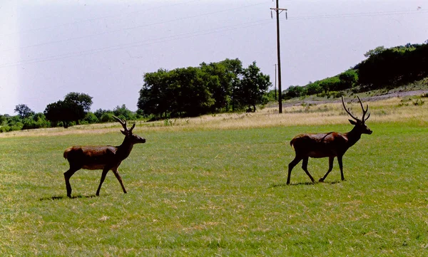 Herd Elk Walking Field Grass — Stock Photo, Image