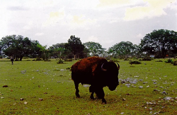 One Buffalo Bison Walking Field Green Grass — Stock Photo, Image