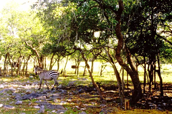 A zebra walking across rocky terrain.