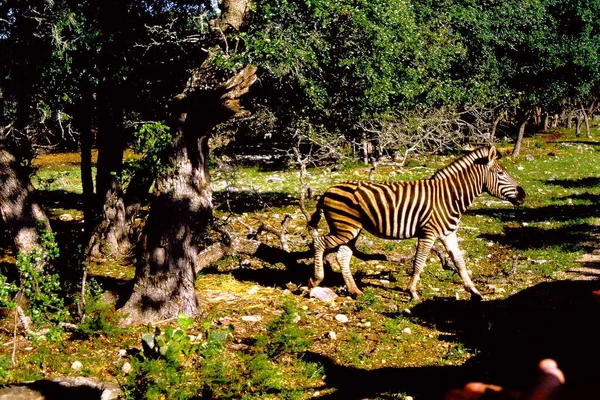 Zebra Caminhando Através Árvores — Fotografia de Stock