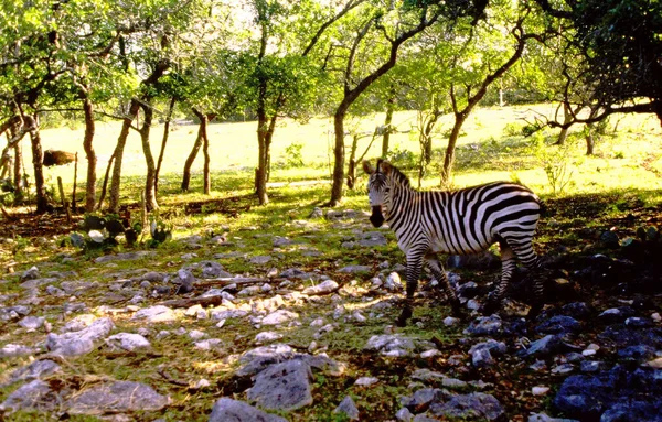 Zebra Séta Sziklás Terepen — Stock Fotó