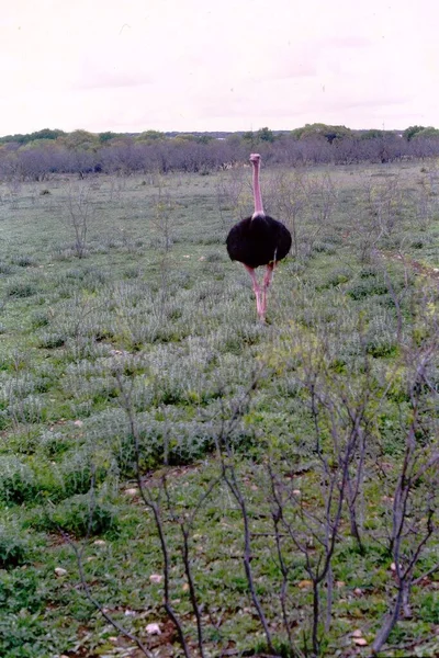 Ostrich Wild — Stock Photo, Image