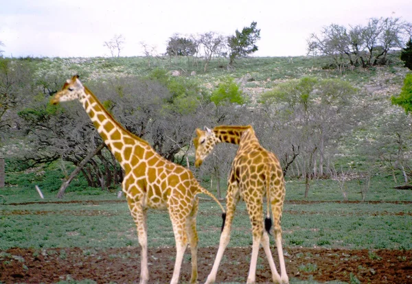 Zürafa Otlamak Için Ağaca Doğru Yürüyor — Stok fotoğraf