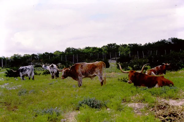 Longhorns Descansando Campo — Fotografia de Stock