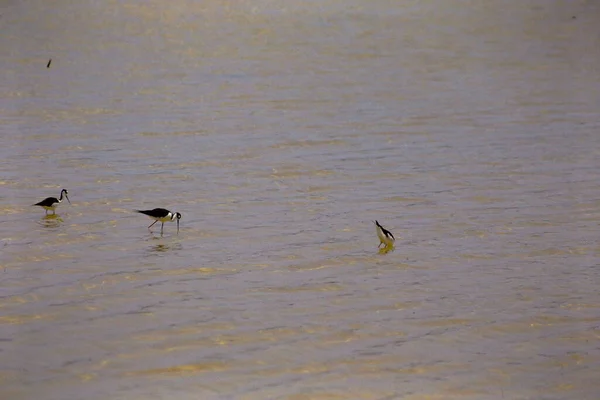Oiseaux Mer Mangeant Poisson Dans Lac — Photo