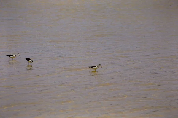 Ibis Lago — Fotografia de Stock