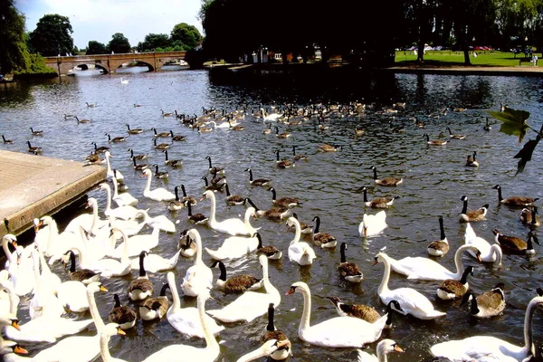 Una Bandada Cisnes Patos Nadando Lago Cerca Puente —  Fotos de Stock