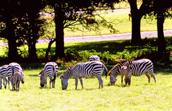 Uma Manada Zebras Zebras Pastando — Fotografia de Stock