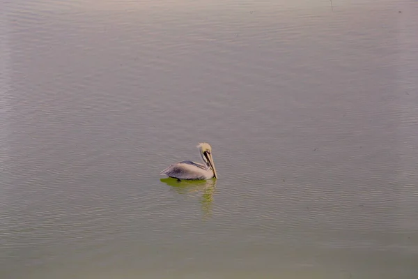 Bianco Pelican Nuotare Nel Lago — Foto Stock