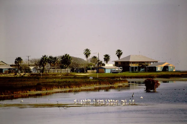 湖に鳥が集まる — ストック写真
