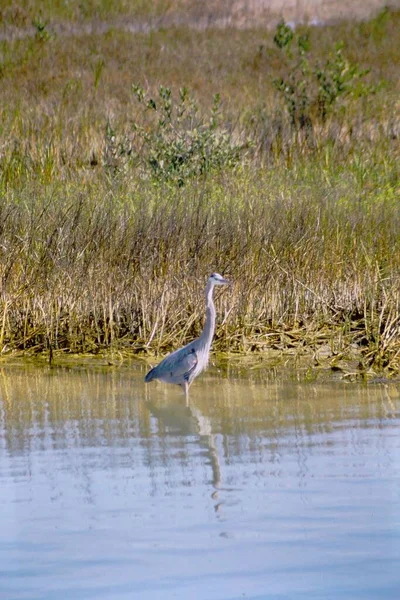 Grue Blanche Marchant Dans Eau — Photo