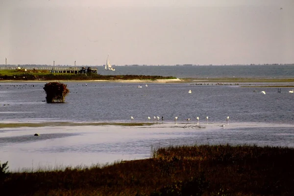 Seevögel Der Küste Mit Booten Hintergrund — Stockfoto
