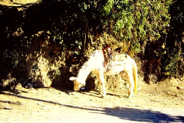 Giraff Promenader Till Ett Träd För Att Beta — Stockfoto