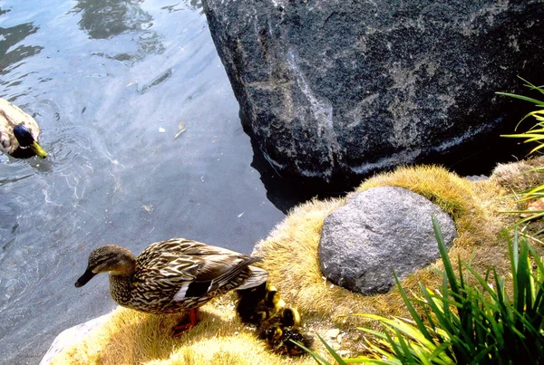 Duck and ducklings by water.