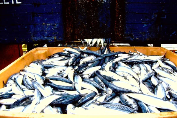 Fresh fish on a fishing boat.