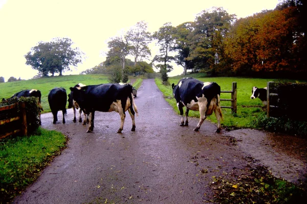 Vacas Pretas Brancas Atravessando Uma Estrada Estreita — Fotografia de Stock