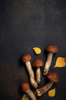 Turuncu-cap çörek Karanlık masaya mantar. Sonbahar cep mantar. Kahverengi kap Boletus rustik arka plan üzerinde en iyi görünümü kapatın. Mantar Leccinum scabrum. Gurme yiyecekler
