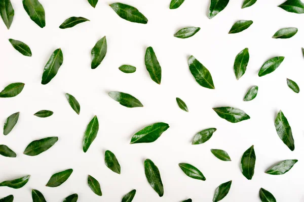 ピスタチオ グリーンのパターンは 白を葉します 緑の葉の背景 フラット横たわっていた トップ ビュー — ストック写真