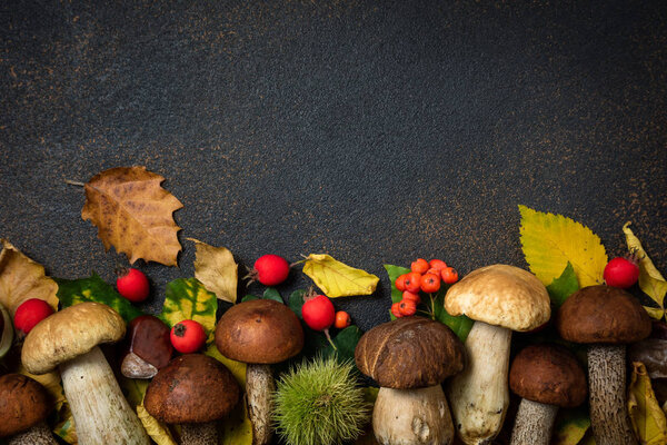 Autumn background. Mushrooms Boletus, chestnuts, wild berries, rowan on brown table.  Autumn composition. Fall season mood. Top view
