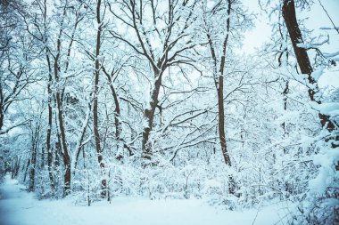 Kış sihirli orman. Kış manzara soğuk karlı orman ağaçlarında ile. Yeni yıl kış fairytale