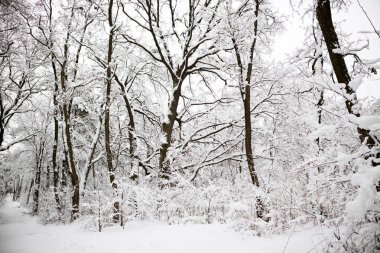 Kış orman. Kış manzara soğuk karlı orman ağaçlarında ile. Yeni yıl kış fairytale