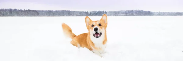 Улыбающаяся Собака Снегу Валлийский Пемброк Корги Снегу Зимнем Пейзаже Корги — стоковое фото