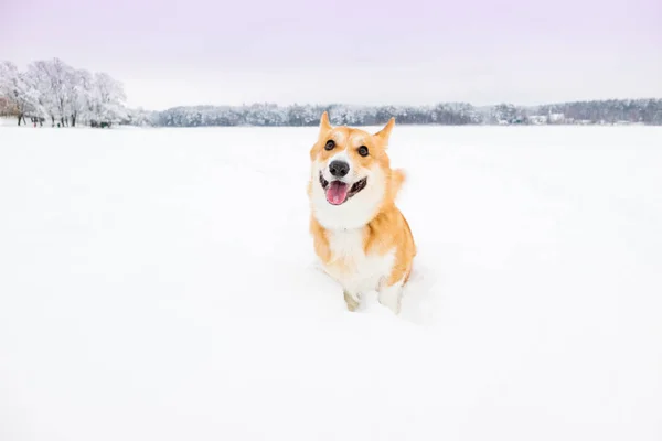 Счастливая Собака Снегу Валлийский Пемброк Корги Снегу Зимнем Пейзаже Корги — стоковое фото
