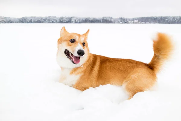 Cane Giocherellone Sulla Neve Corgi Gallesi Pembroke Sulla Neve Nel — Foto Stock