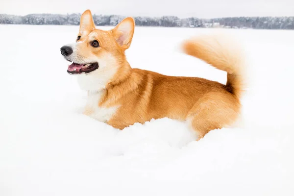 Счастливая Собака Снегу Валлийский Пемброк Корги Снегу Зимнем Пейзаже Корги — стоковое фото