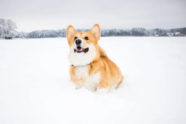 Galés Corgi Pembroke Nieve Paisaje Invierno Corgi Perro Posando Naturaleza — Foto de Stock