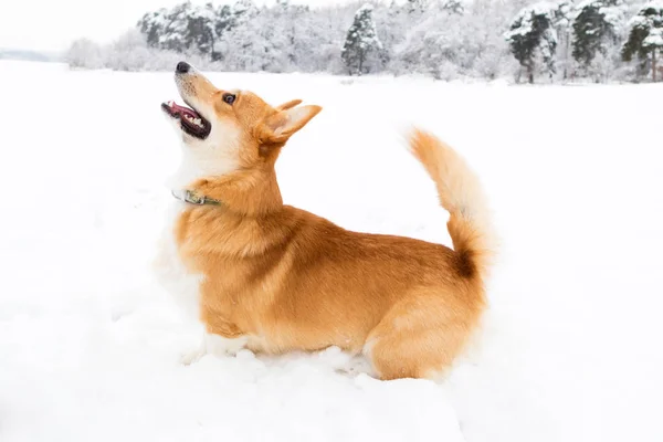 Welsh Corgi Pembroke Sneeuw Winterlandschap Corgi Dog Poseren Besneeuwde Winter — Stockfoto