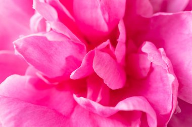 Güzel çiçek pembe şakayık makro. Çiçek yaprakları doku. Çiçekli, çiçekli, kadınsı