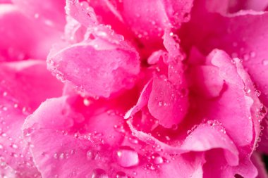 Damla makro ile güzel çiçek pembe şakayık. Çiy dokusu ile çiçek yaprakları. Çiçekli, çiçekli, kadınsı