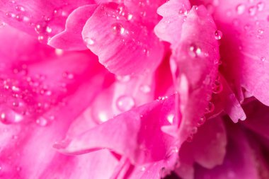 Damla makro ile güzel çiçek pembe şakayık. Çiy dokusu ile çiçek yaprakları. Çiçek, çiçekli, kadınlık