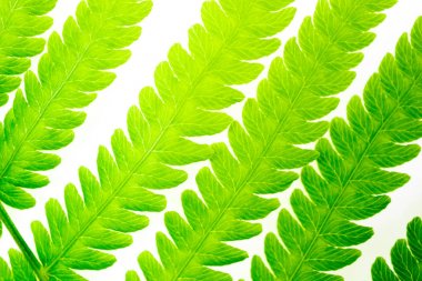 Yeşil eğrelti otu beyaz arka plan üzerinde yakın çekim bırakır. Yeşil yaprakların makro dokusu