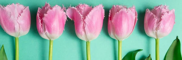 盛开的郁金香花束在色彩节日的背景下。花牌上的春花平放。贺卡，假期概念 — 图库照片