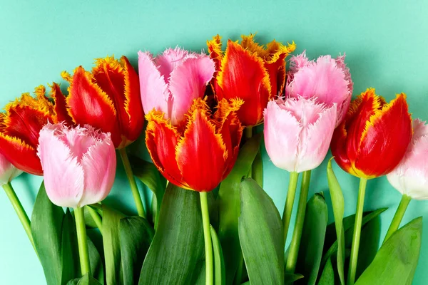 Ανοιξιάτικα λουλούδια. Μπουκέτο τουλίπες λουλούδια στο φόντο χρώμα. Γιορτές, Πάσχα, 8 Μαρτίου, χρόνια πολλά, επέτειος, γάμος, έννοια Κάρτα συγχαρητηρίων — Φωτογραφία Αρχείου