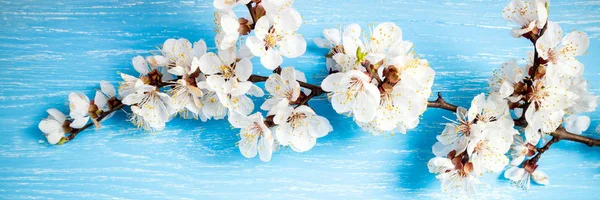 Beautiful floral spring abstract background with blooming flowers. White spring cherry blossom on blue rustic wooden table. Mothers Day concept — Stock Photo, Image