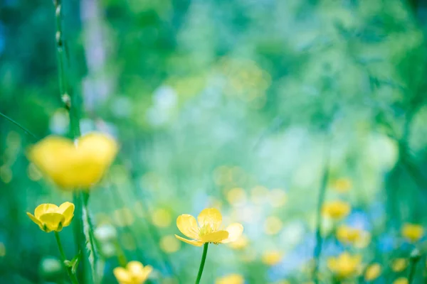 Hermoso florecimiento verano fondo abstracto. Flores amarillas floreciendo en el prado tonificando —  Fotos de Stock