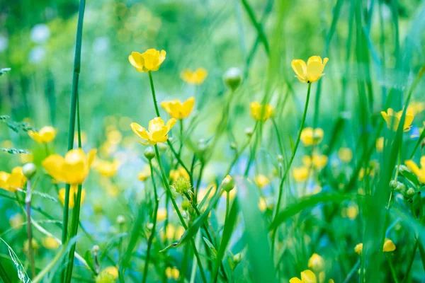 Schöne blühende Sommer abstrakten Hintergrund. Gelbe Blumen blühen auf der Wiese — Stockfoto