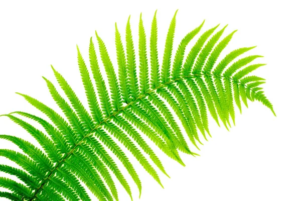 Green fern leaves isolated on white background. Stylish minimal composition with green leaf