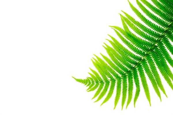 Green fern leaves isolated on white background. Stylish minimal composition with green leaf. Top view