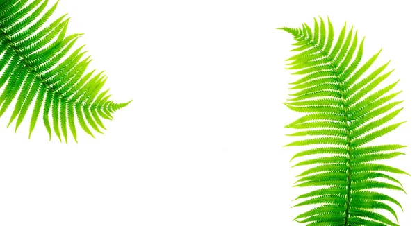 Composition minimale élégante avec des feuilles de fougère vert sur fond blanc. Modélisation créative — Photo