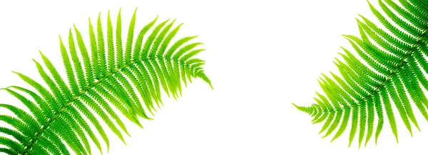 Tropical leaves fern on white background. Flat lay, top view. Long web format