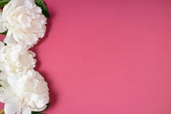 Kopya s ile bordo arka plan üzerinde güzel beyaz şakayık çiçekler — Stok fotoğraf