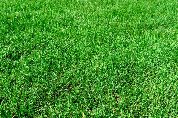 Зеленый фон травы текстуры. Зеленая лужайка. Трава, верхний v — стоковое фото