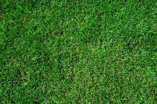 Зеленый фон травы текстуры. Зеленая лужайка. Трава, верхний v — стоковое фото