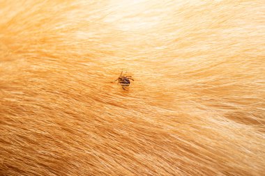 Köpek tüyündeki keneler. Köpek kanı emen keneler. Tehlikeli böcek maytı, beyin iltihabı, lyme hastalığı, borrelioz, enfeksiyon konsepti