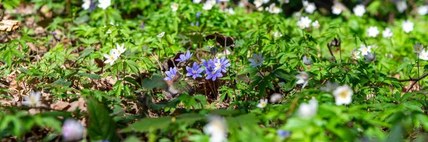 Schöne Wildblumen Weiße Anemone Und Leberblümchen Blühen Wald Frühjahrsblüte Schöne — Stockfoto