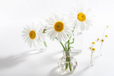 Güzel papatya çiçekleri beyaz arka planda cam vazolarda. Evin içinde çiçek kompozisyonu. Bahar ve yaz papatya çiçeği